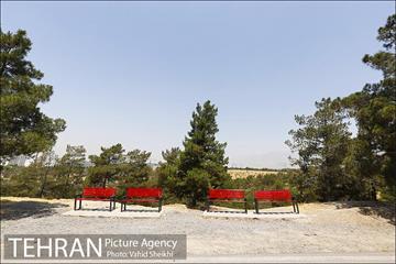 بوستان جنگلی یاس فاطمی 5