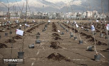 کاشت ۲۴۰۰۰ نهال به یاد شهدای پایتخت 5