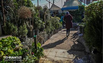 بازار گل محلاتی  11