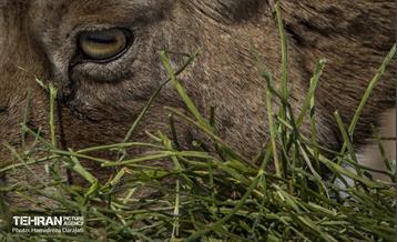 حیات وحش تهران  22