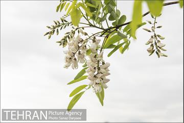 بوستان جنگلی لویزان 13