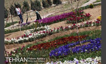 باغ گل لاله های ایرانی در بوستان آبشار تهران‎ 28