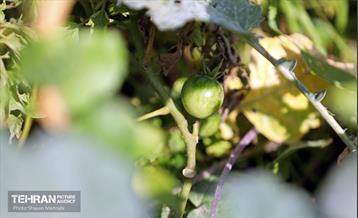 افتتاح پروژه‌های منطقه ۱۴ 9