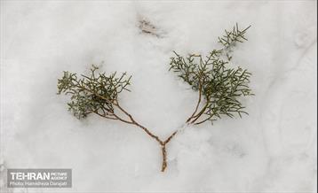روایت مه‌و‌برف در بوستان سنگی تهران  12