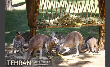 باغ وحش ارم 8