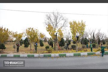 هرس درختان در منطقه ۱۶ 12
