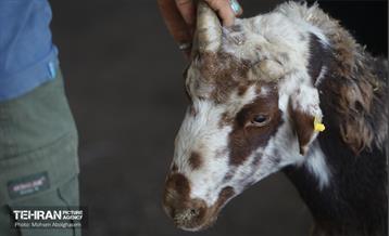 بازدید از مرکز عرضه بهداشتی دام ویژه عید قربان 10