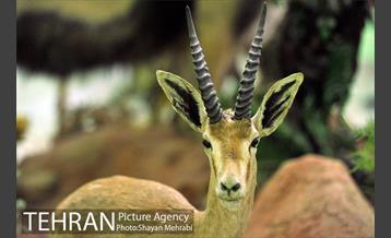 موزه حیات وحش هفت چنار 18