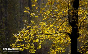 سمفونی رنگ های پاییزی - کاخ سعدآباد 20