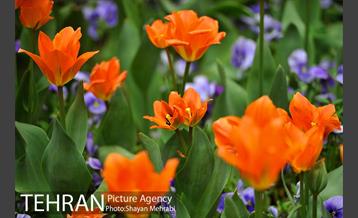 رویش گل لاله در پارک شهر 6