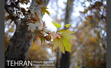 پاییز در بوستان ملت 38