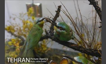 موزه طبیعت و حیات وحش دارآباد 32