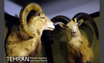 موزه حیات وحش پردیسان 34