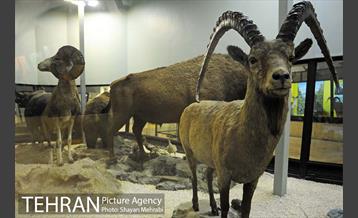 موزه حیات وحش پردیسان 20