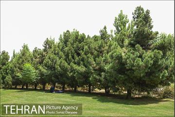 بوستان پردیس بانوان 9