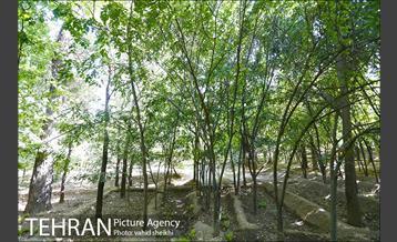 بوستان قیطریه 4