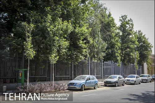 پارک خودرو‌ بین درختان چنار 4