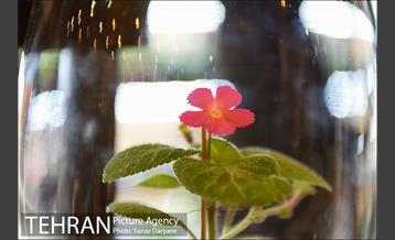 شانزدهمین نمایشگاه گل و گیاه تهران 20