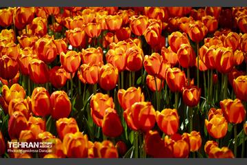 لاله های باغ ایرانی 2