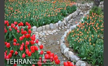 روش گل های لاله در باغ ایرانی 6