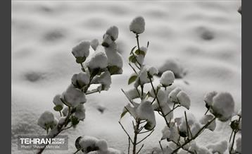 بارش برف زمستانی در معابر شمالی پایتخت - 1 19