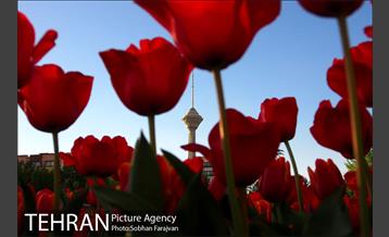 رویش گل های لاله در بوستان گفتگو 8