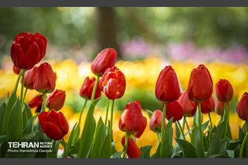 لاله های باغ ایرانی 14