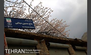 وردیج ، دنیایی از زیبایی 25