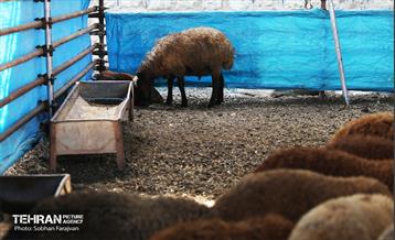 مرکز عرضه دام بهداشتی به مناسبت عید قربان 53