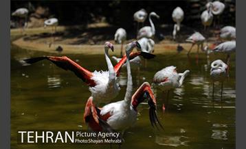 باغ پرندگان 44