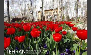 رویش گل های لاله در باغ ایرانی 3