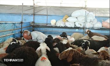 عرضه دام زنده بهداشتی ویژه روز عرفه و عید قربان 12