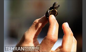 بازار امام زاده حسن در آستانه عید نوروز 26