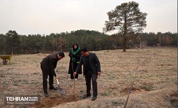 کاشت 2000 نهال مثمر در بوستان جنگلی چیتگر 24