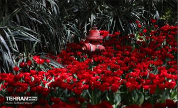 باغ ایرانی میزبان لاله‌ها 28