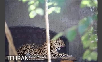 باغ وحش ارم 29