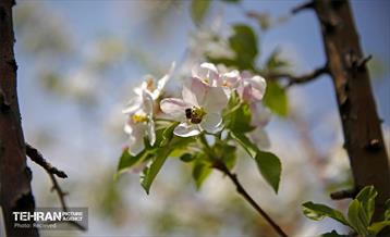 هوای بهاری منطقه 5 14