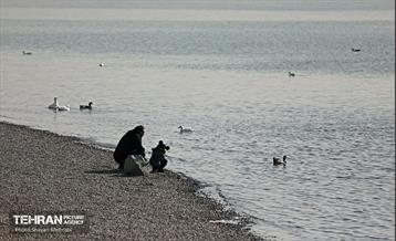 کوچ پرندگان مهاجر به دریاچه شهدای خلیج‌فارس 2