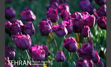 جشنواره لاله‌ها در بوستان زندگی محله هرندی 11