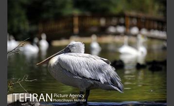 باغ پرندگان 21