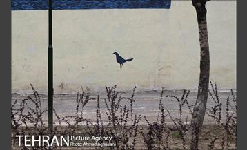 نقاشی هایی بر دیوارهای شهر 8