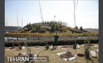 مراسم کاشت درخت صلح و دوستی 3