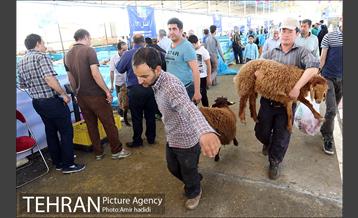 مراکز عرضه بهداشتی دام زنده 13