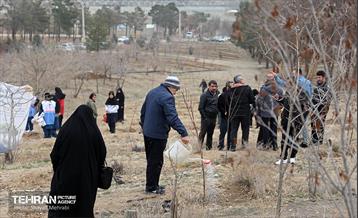 کاشت 2000 نهال مثمر در بوستان جنگلی چیتگر 17