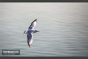 پرندگان مهاجر دریاچه چیتگر 13