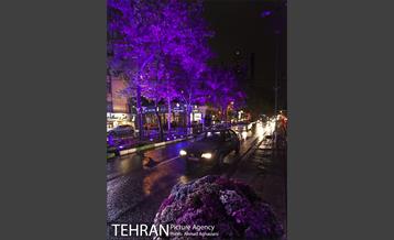 نورپردازی درختان بلوار میرداماد 20