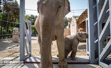 «مایسا» یکساله شد 10