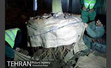 ​جا به جایی درختان گیشا به دلیل ساخت زیرگذر 13