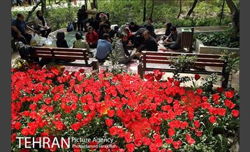 لاله های بهاری بوستان مختاری 4