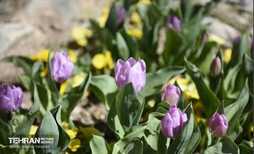 باغ ایرانی در ایام نوروز  11